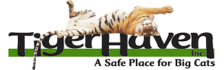 Tiger Haven Logo